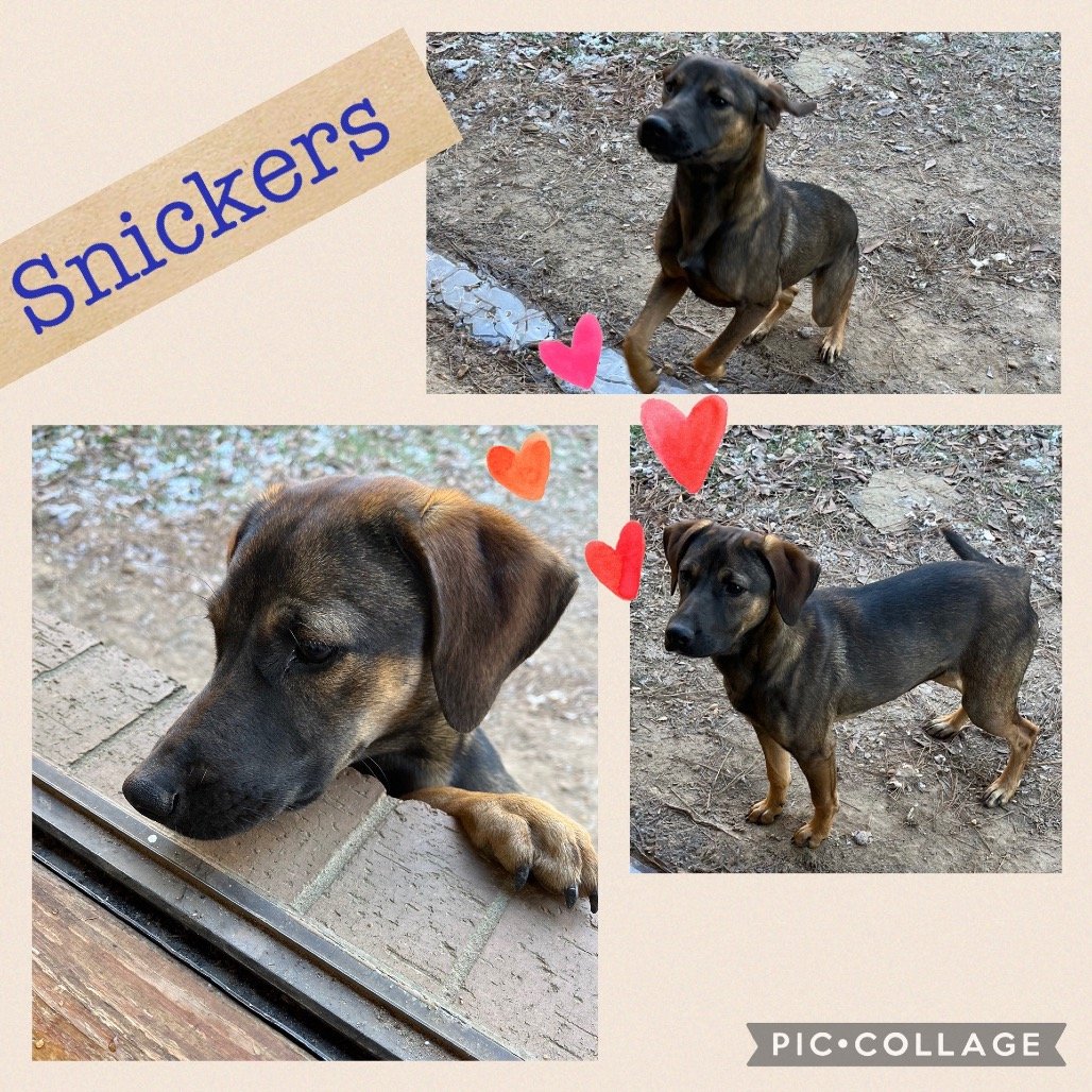 Snickers