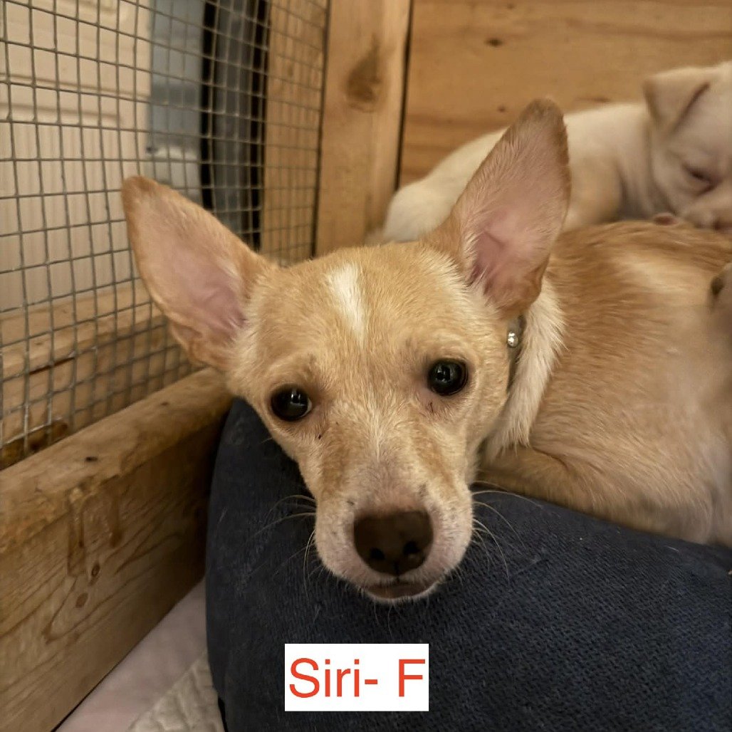 Siri