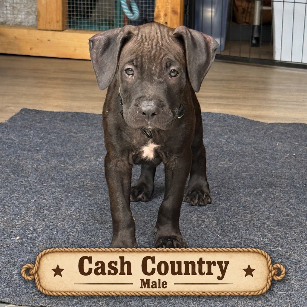 Cash Country