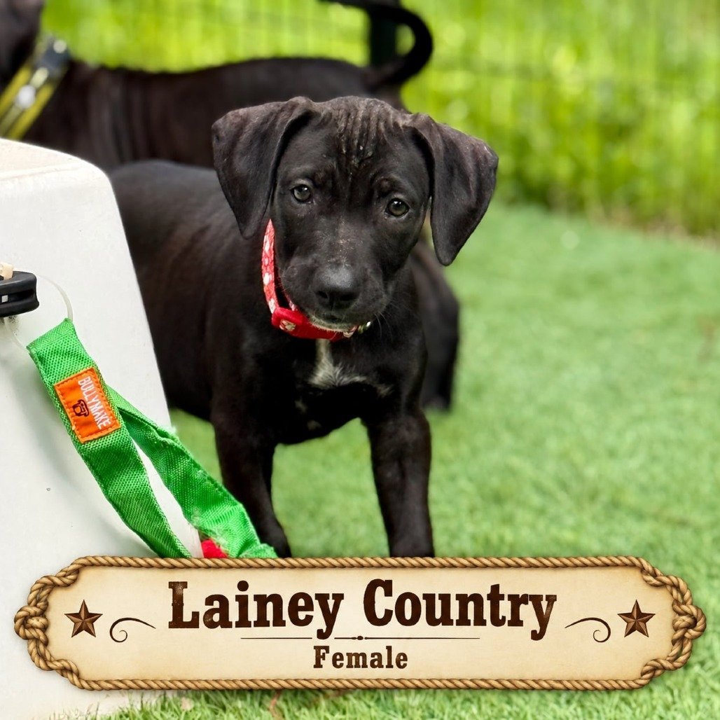 Lainey Country