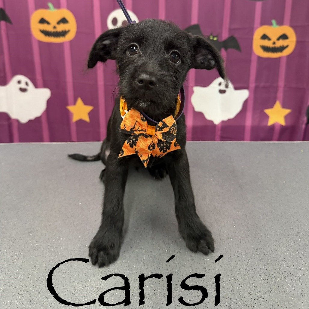 Carisi