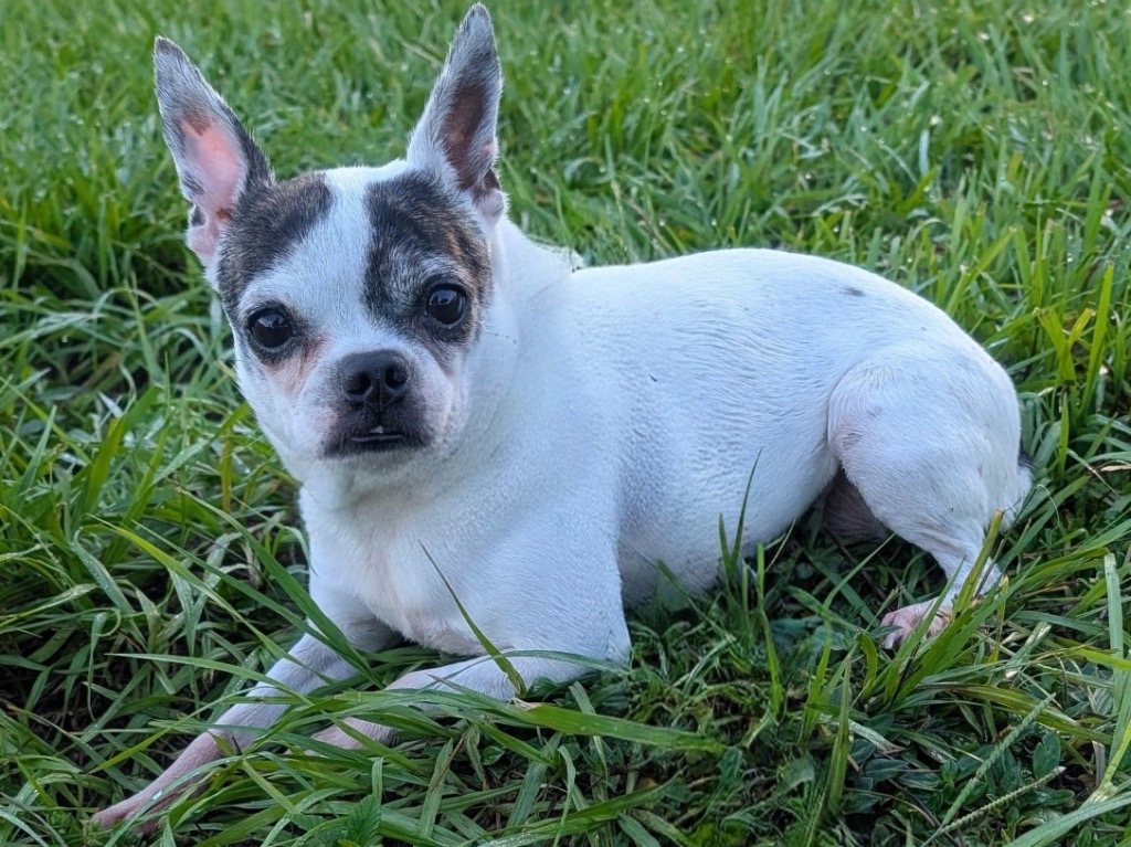 Bonnie-11 lb girl!