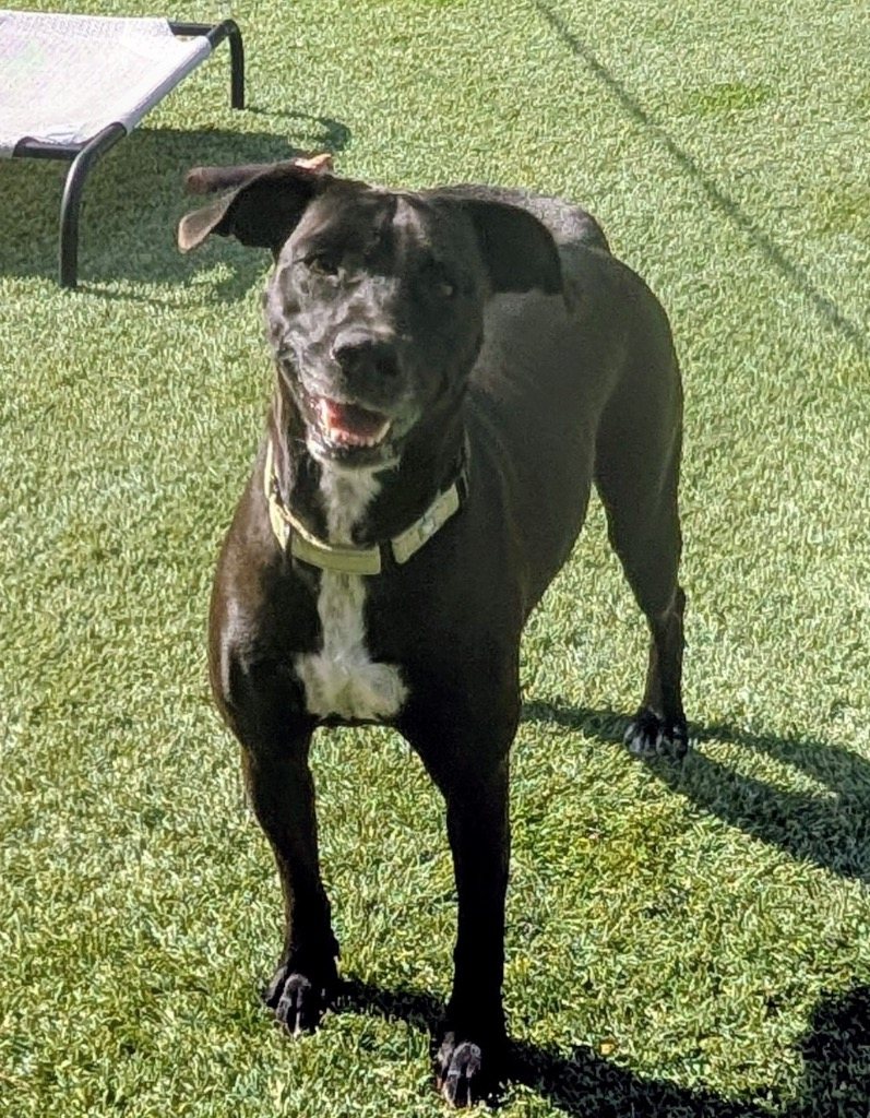 Amal-$50 Adoption Fee Special