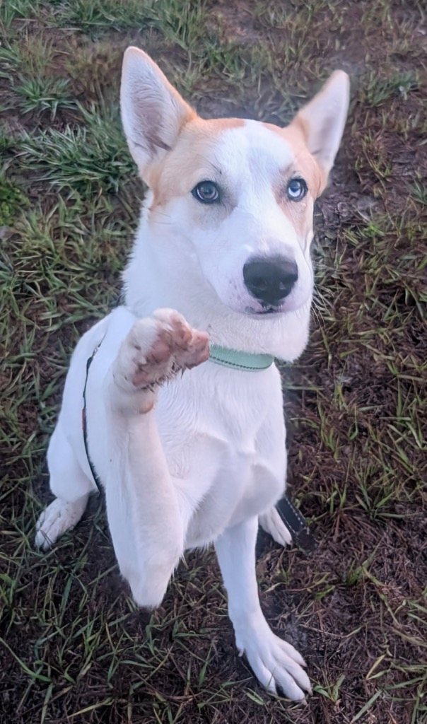 Khloe-1/2 off Adoption Fee Special!