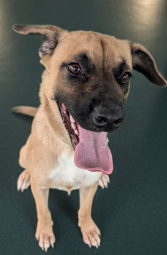 Arabella-8mo Old Puppy!