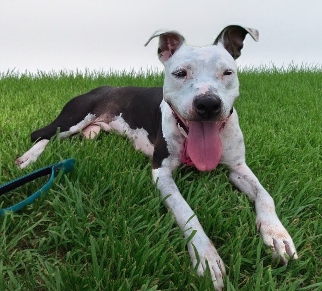 Belle-$50 Adoption Fee Special-Very Good Girl!