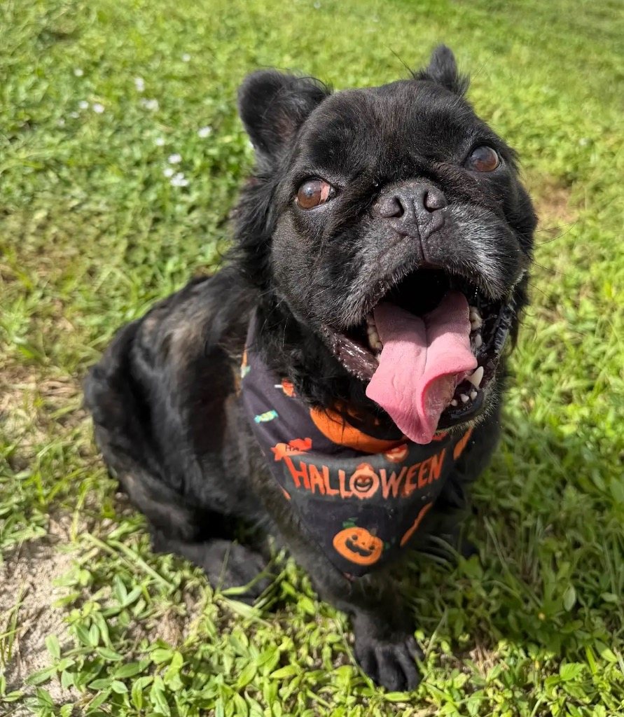 Chompers-Fuzzy French Bulldog!