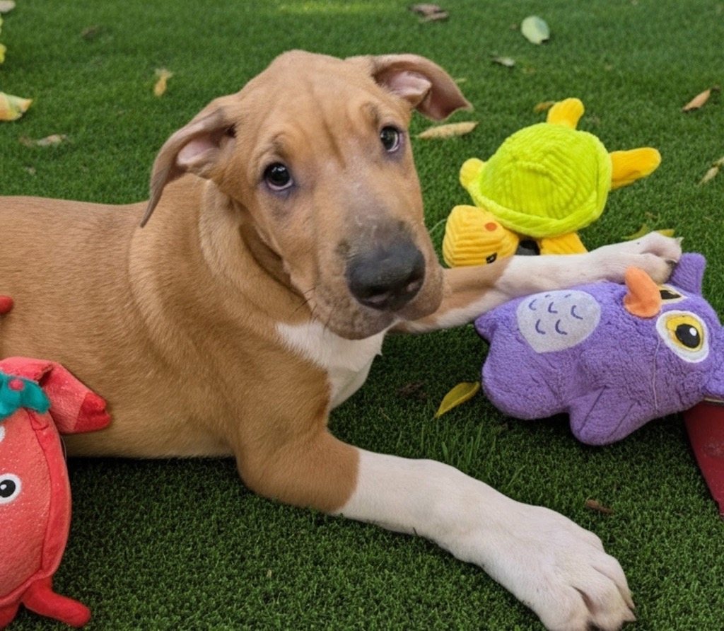 Amstel-4 mo Old Puppy!