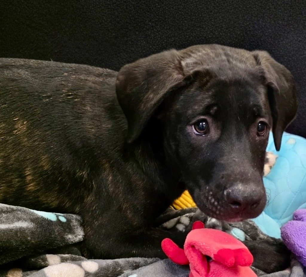 Balashi-4 mo Old Puppy!