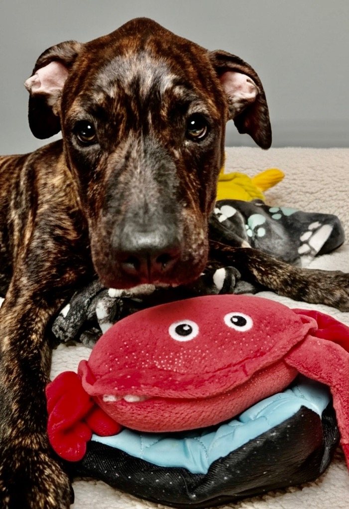 Dushi-4mo Old Puppy