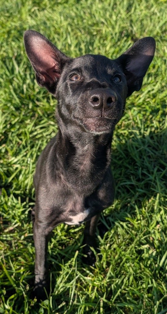 Goose-Fur Coated Xolo Puppy!