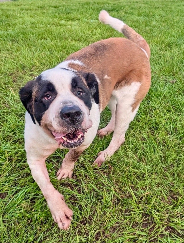 Benji-Gentle, Friendly St Bernard!