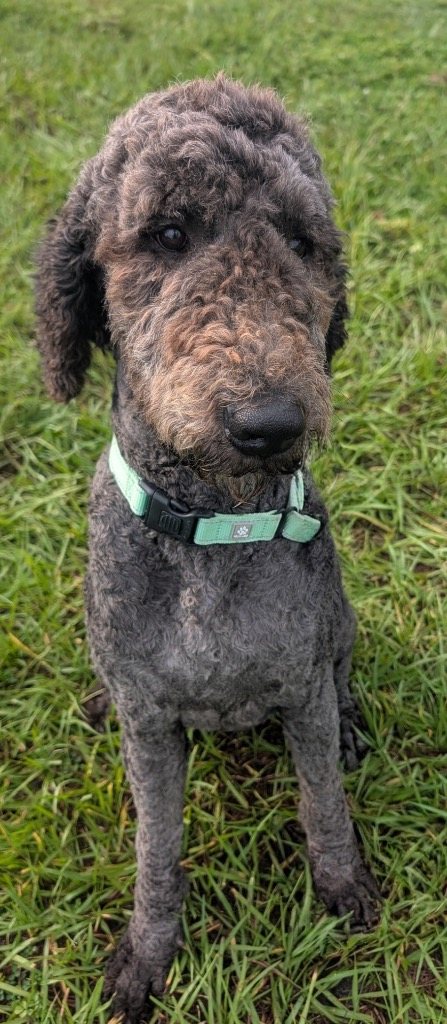 Kiwi (aka Grape)-Very Good Boy!