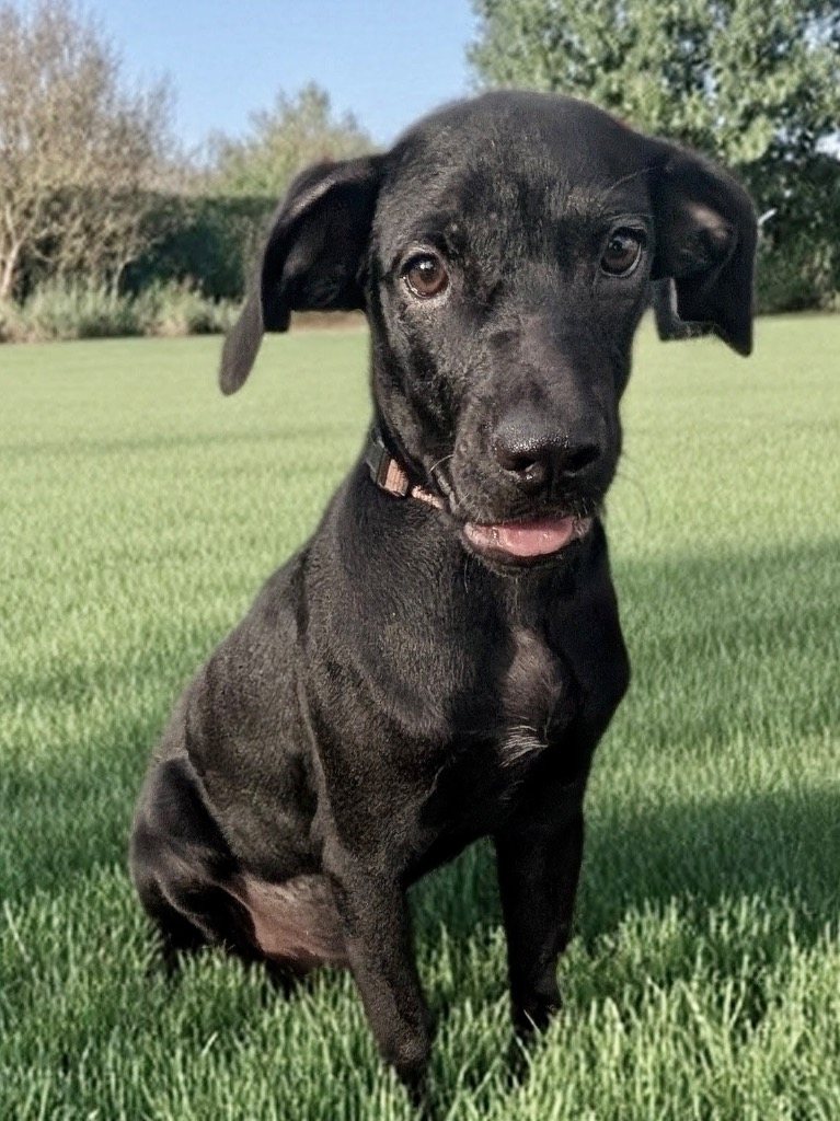 Buffy-Adorable 6mo old puppy!