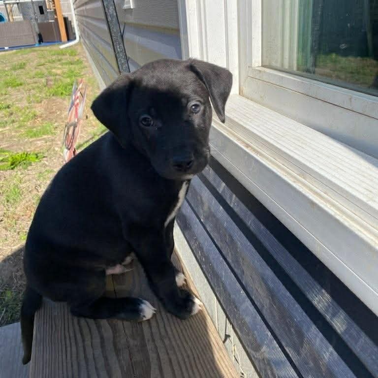 Oreo