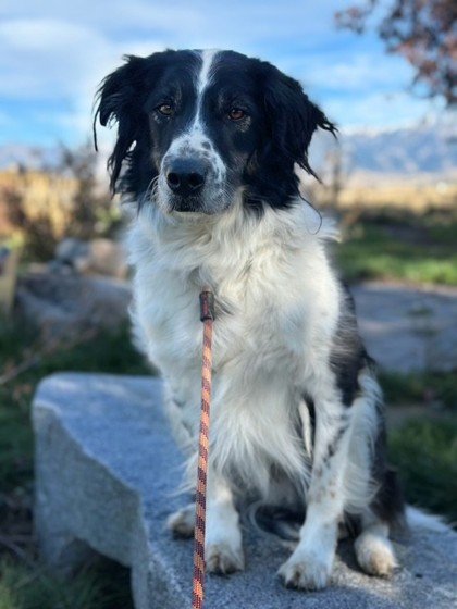 Rocky