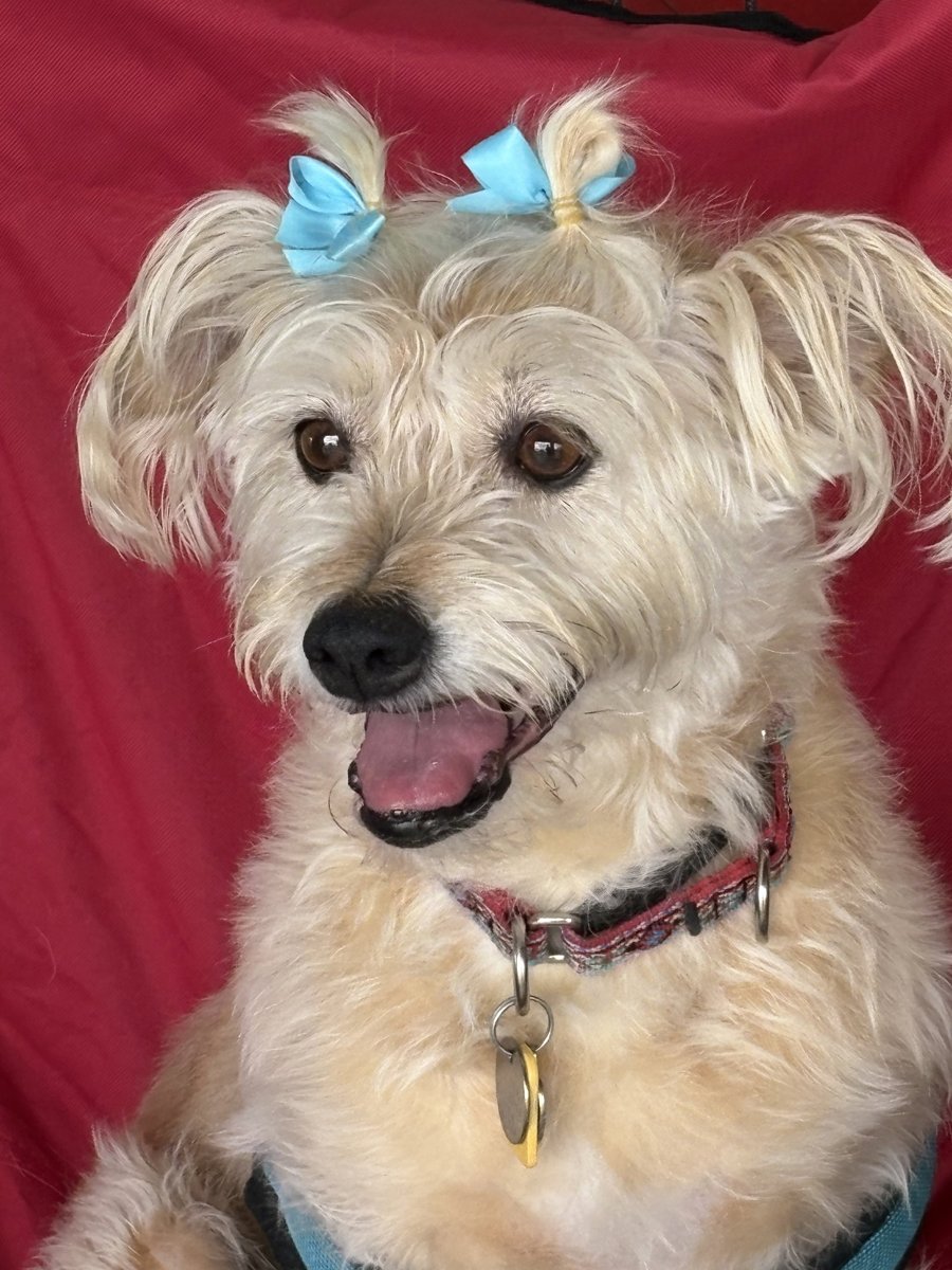 Lexi-Wheaten