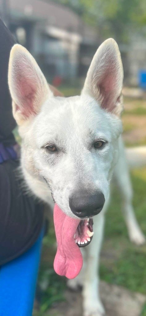 Loki