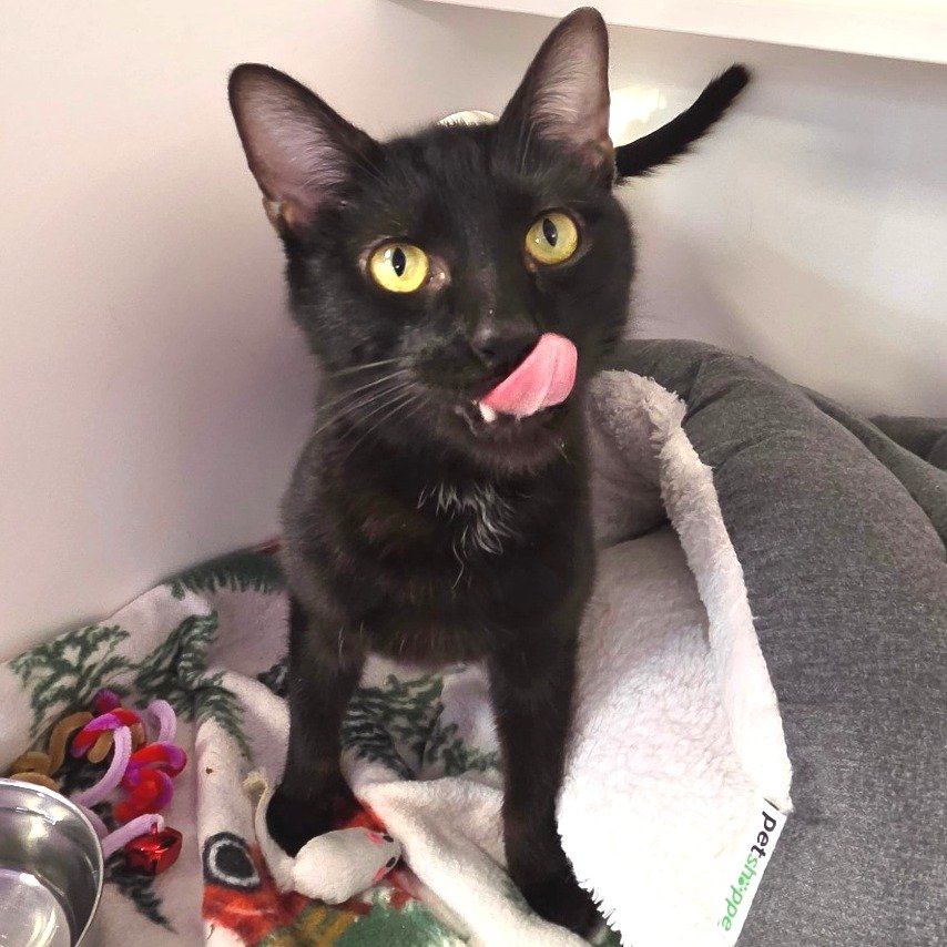 Loki