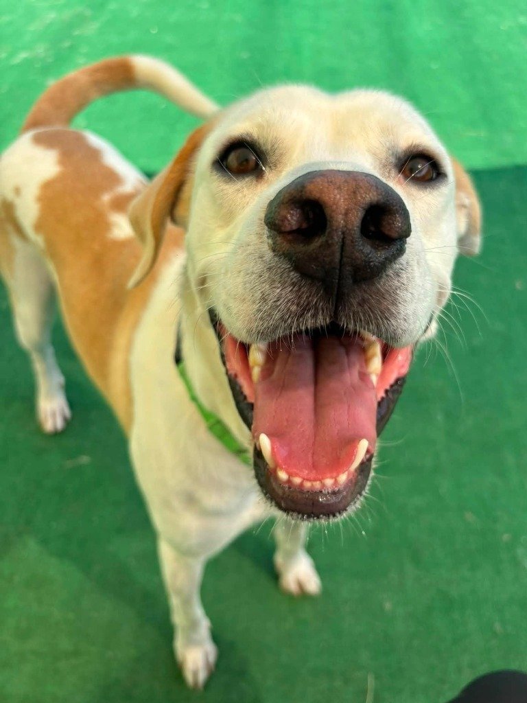 Buddy