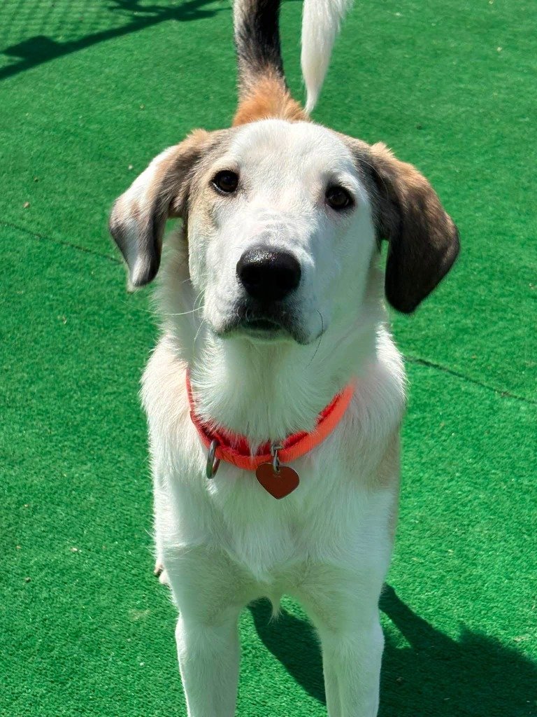 Baxter