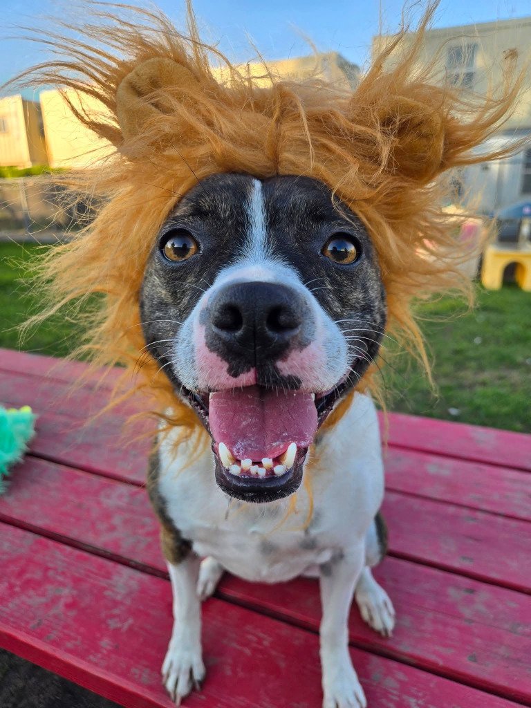 Darla
