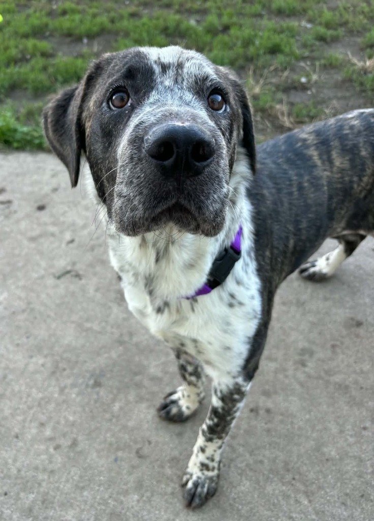 Dora