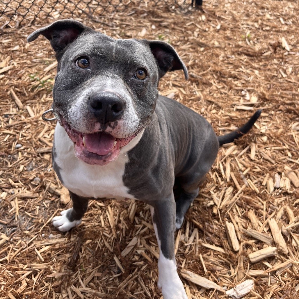 Nova