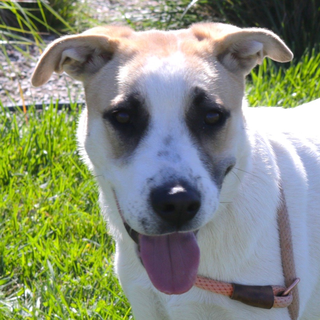 Daisy (Zinc)(26-1E-1)