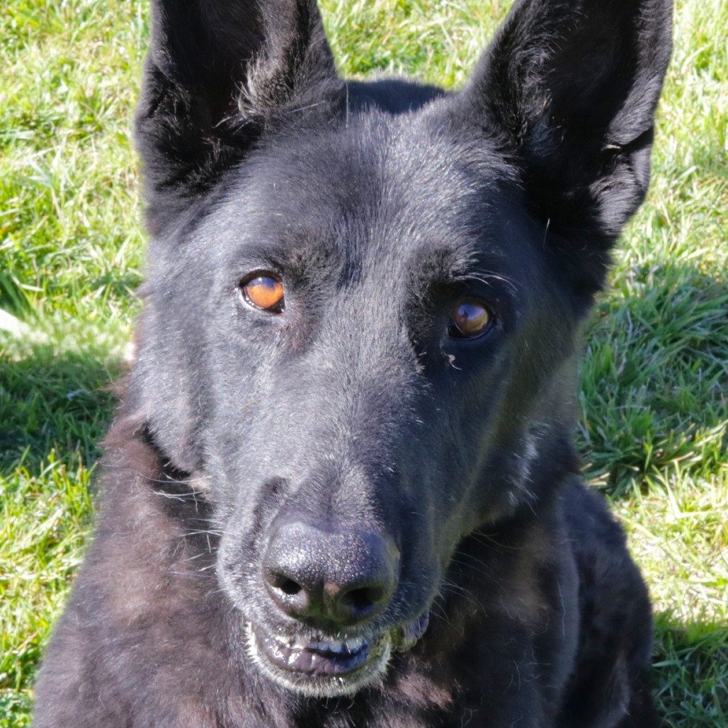 Bear (Bandit)