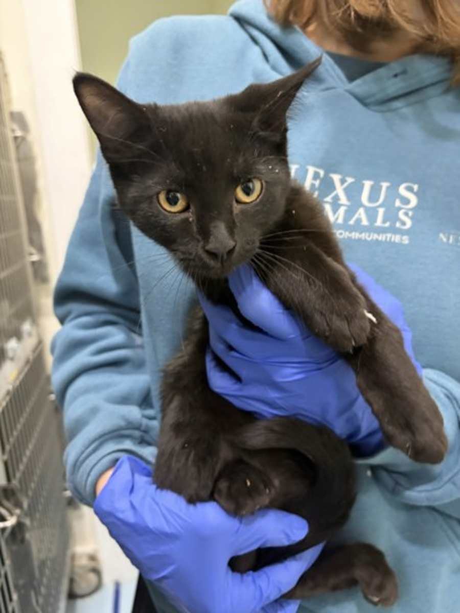 Binx