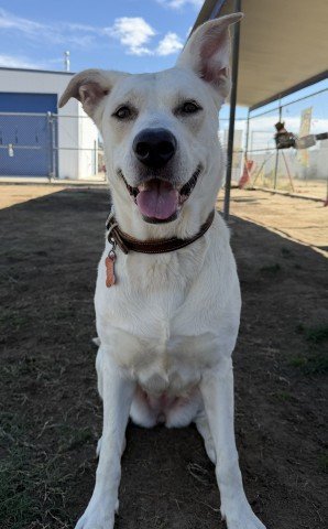 Lulu