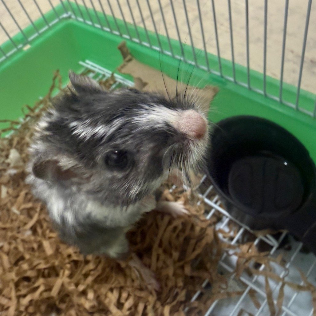 Oreo