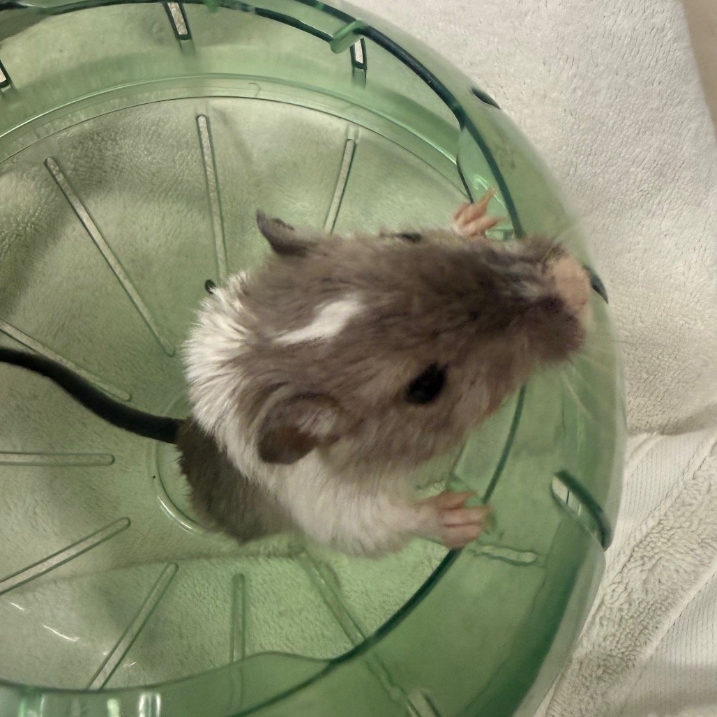 Nibbles