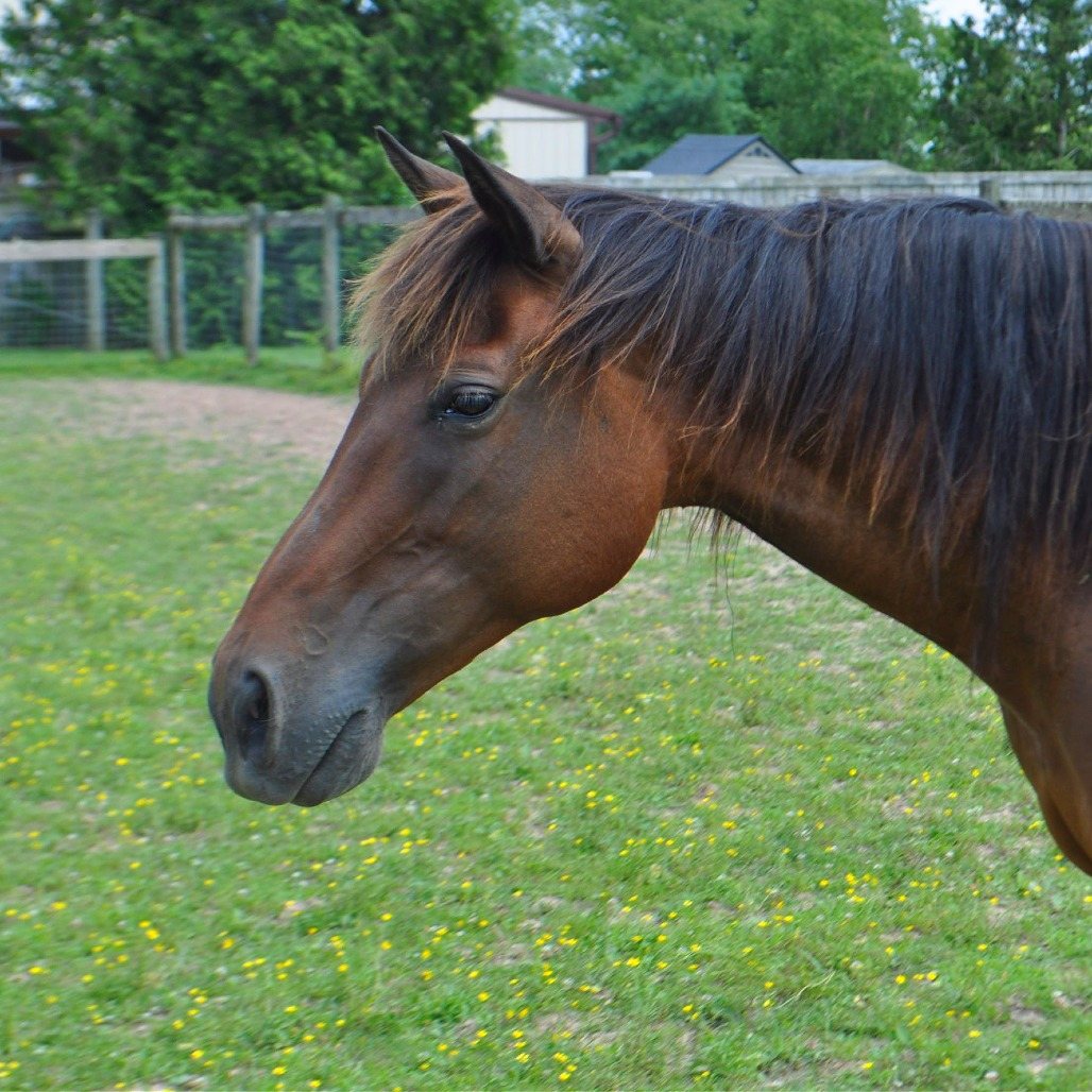 Maple Stirrup