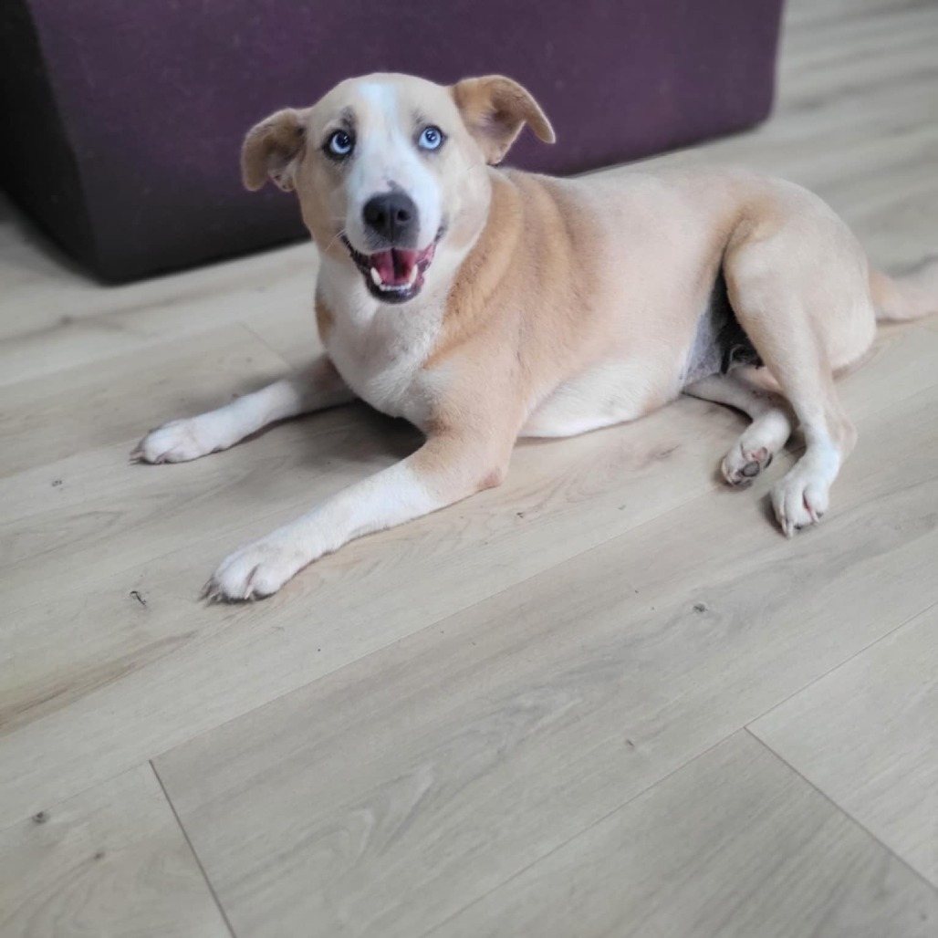 Daisy