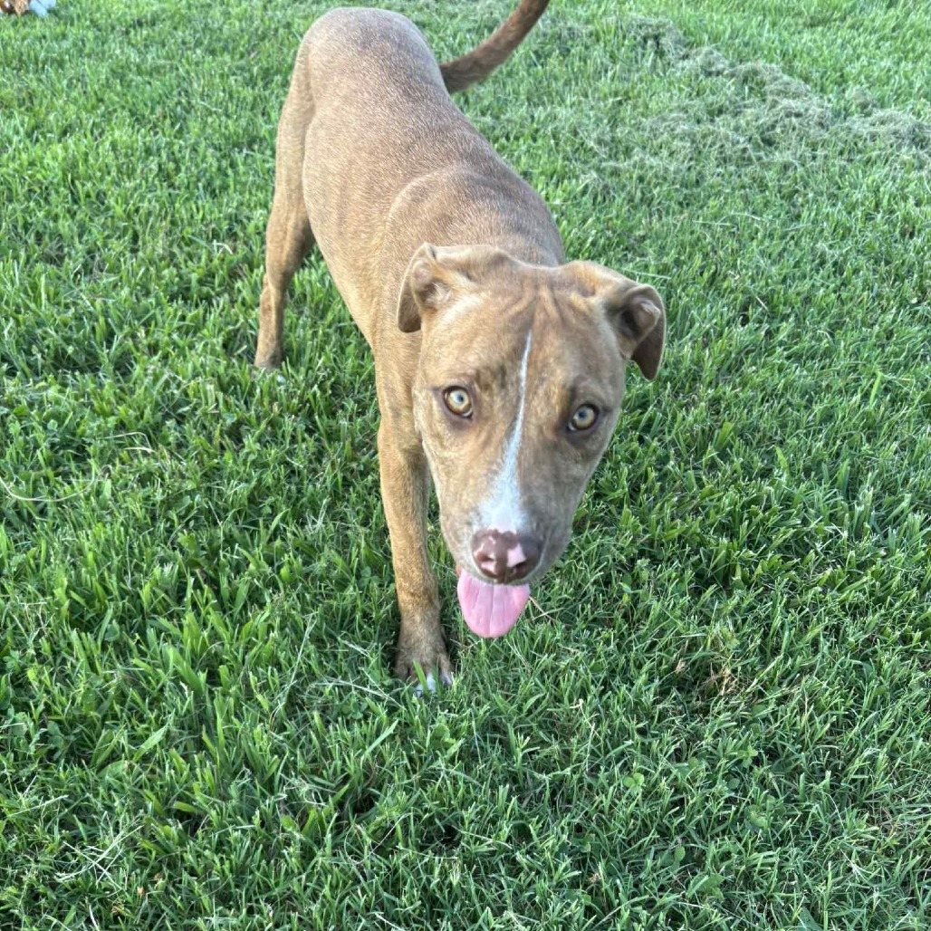 Nala