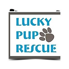 Lucky Pup Rescue Maine logo