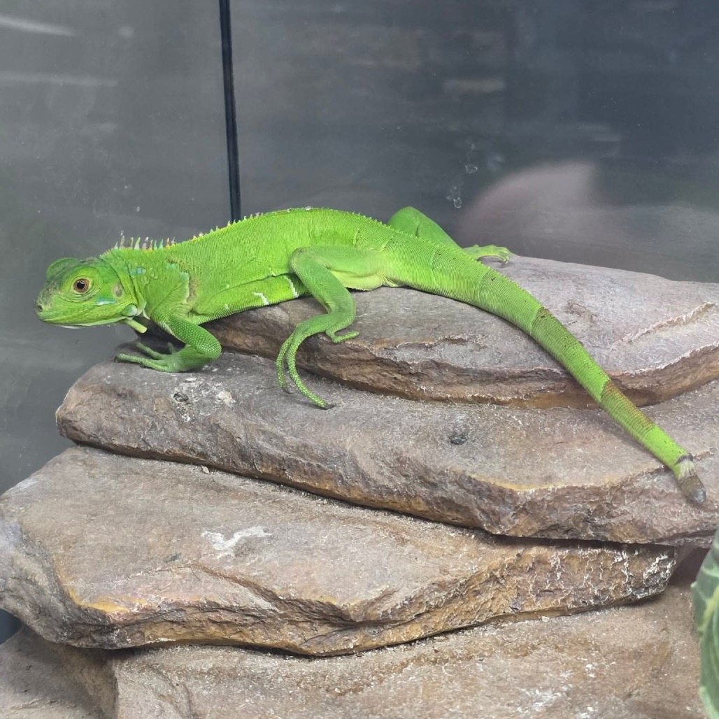 Poblano