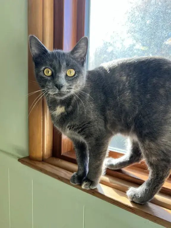 Lila