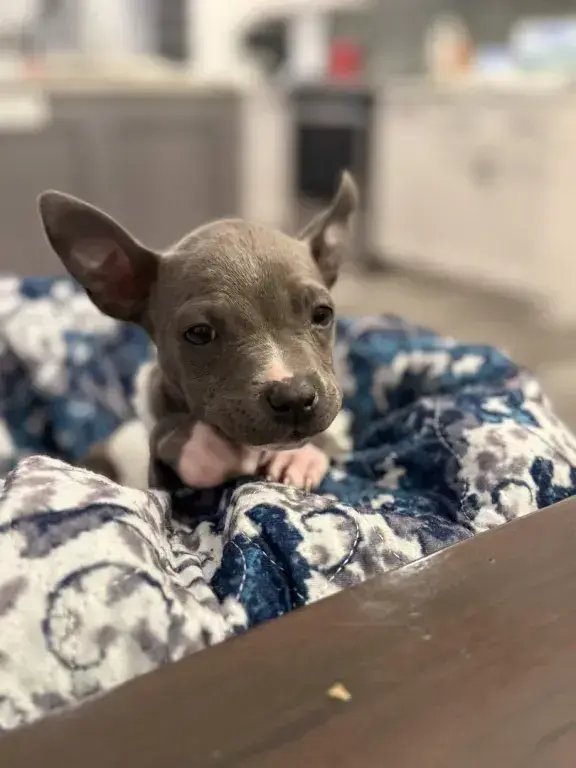 Stella