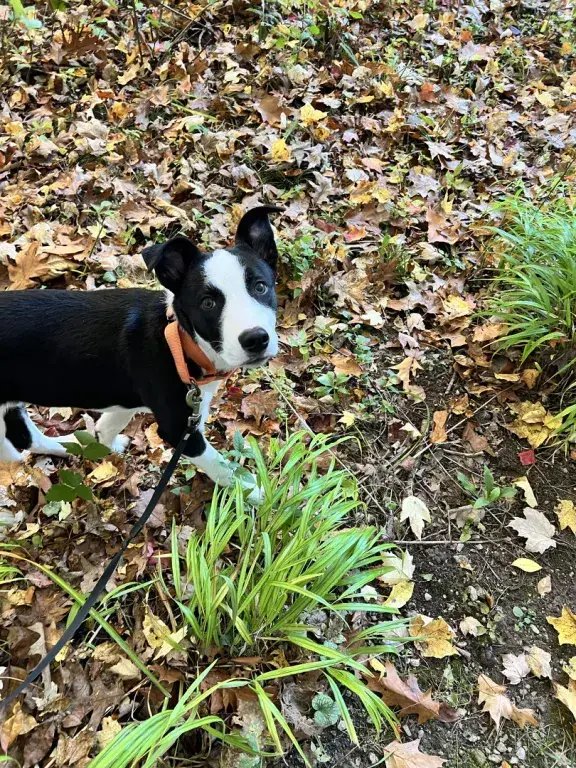 Bandit