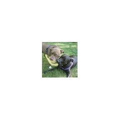 Michigan Pit Bull Education Project logo