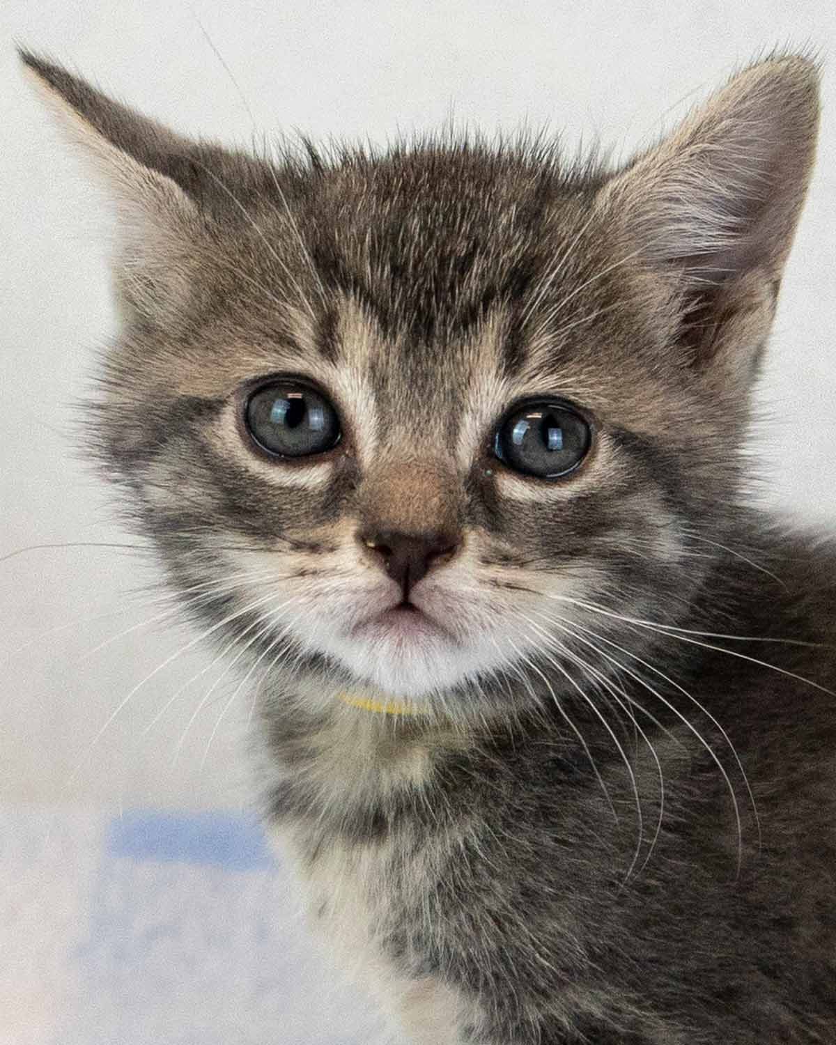 Elvira