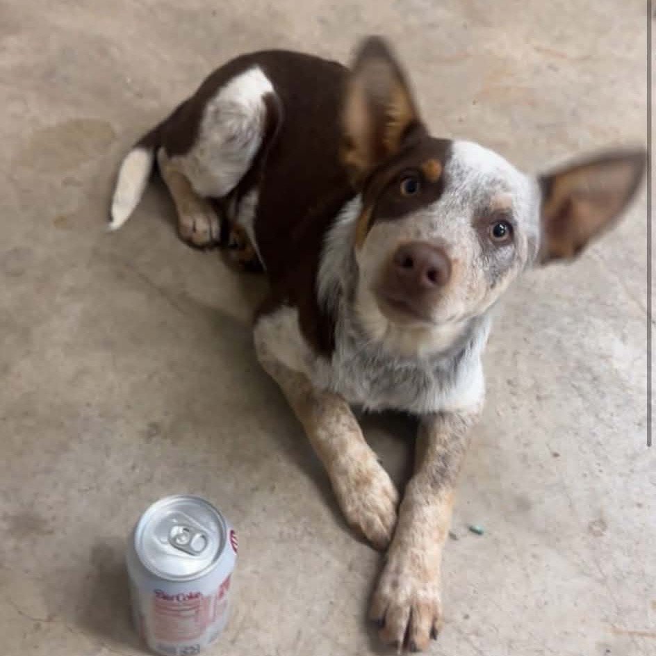 Buckshot "Bucky" Frazier