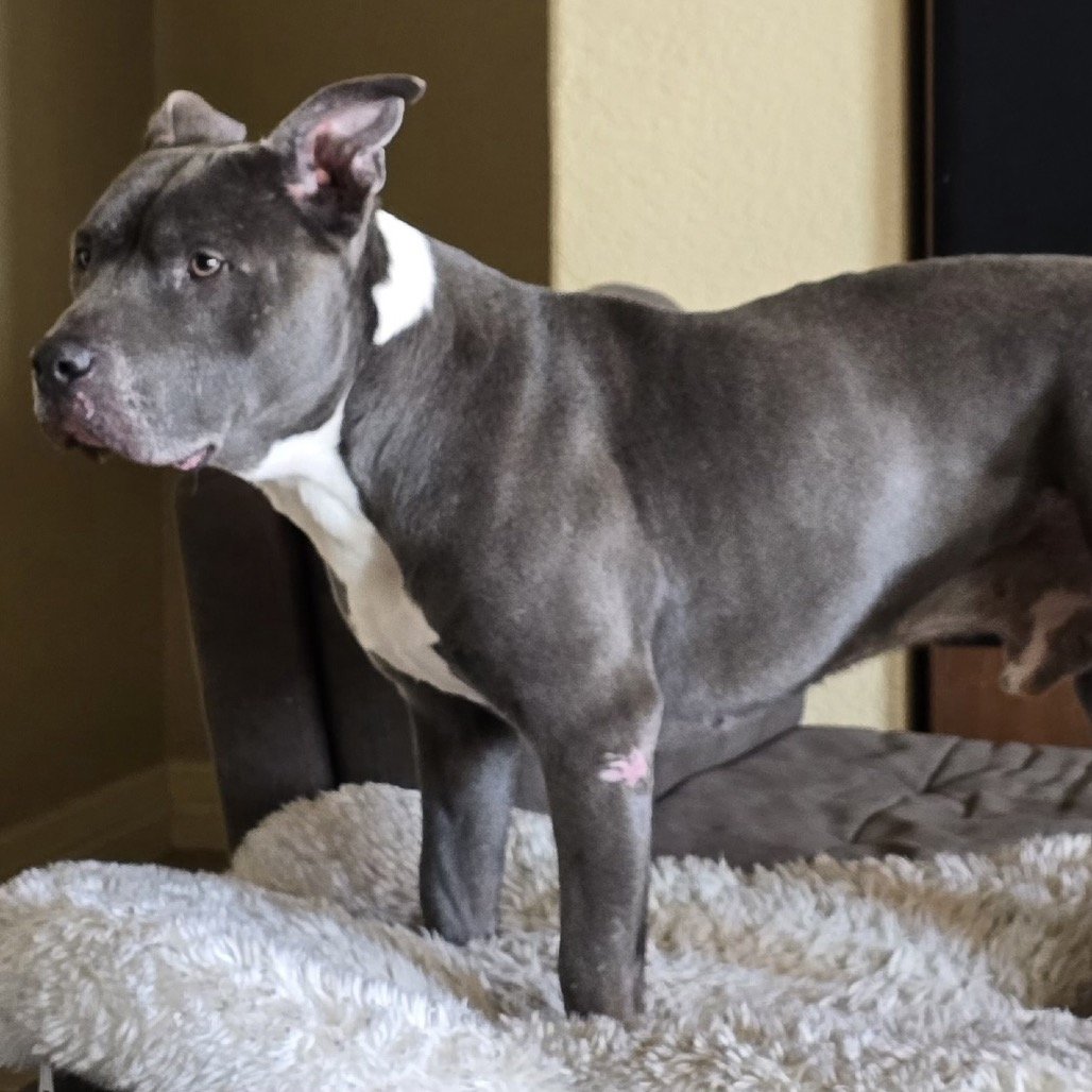 Diesel