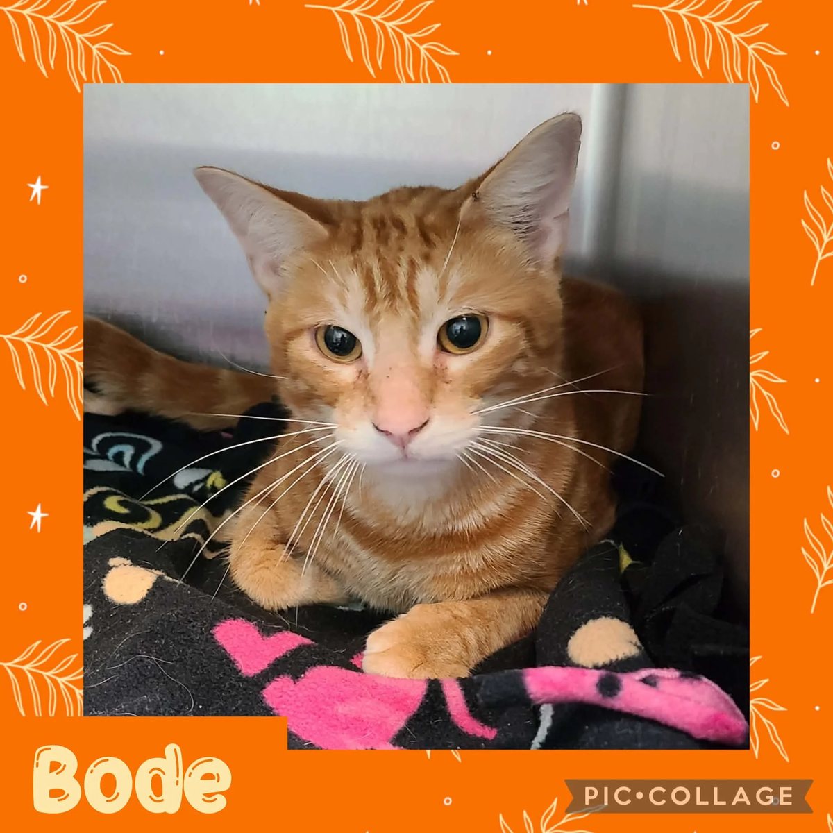 Bode