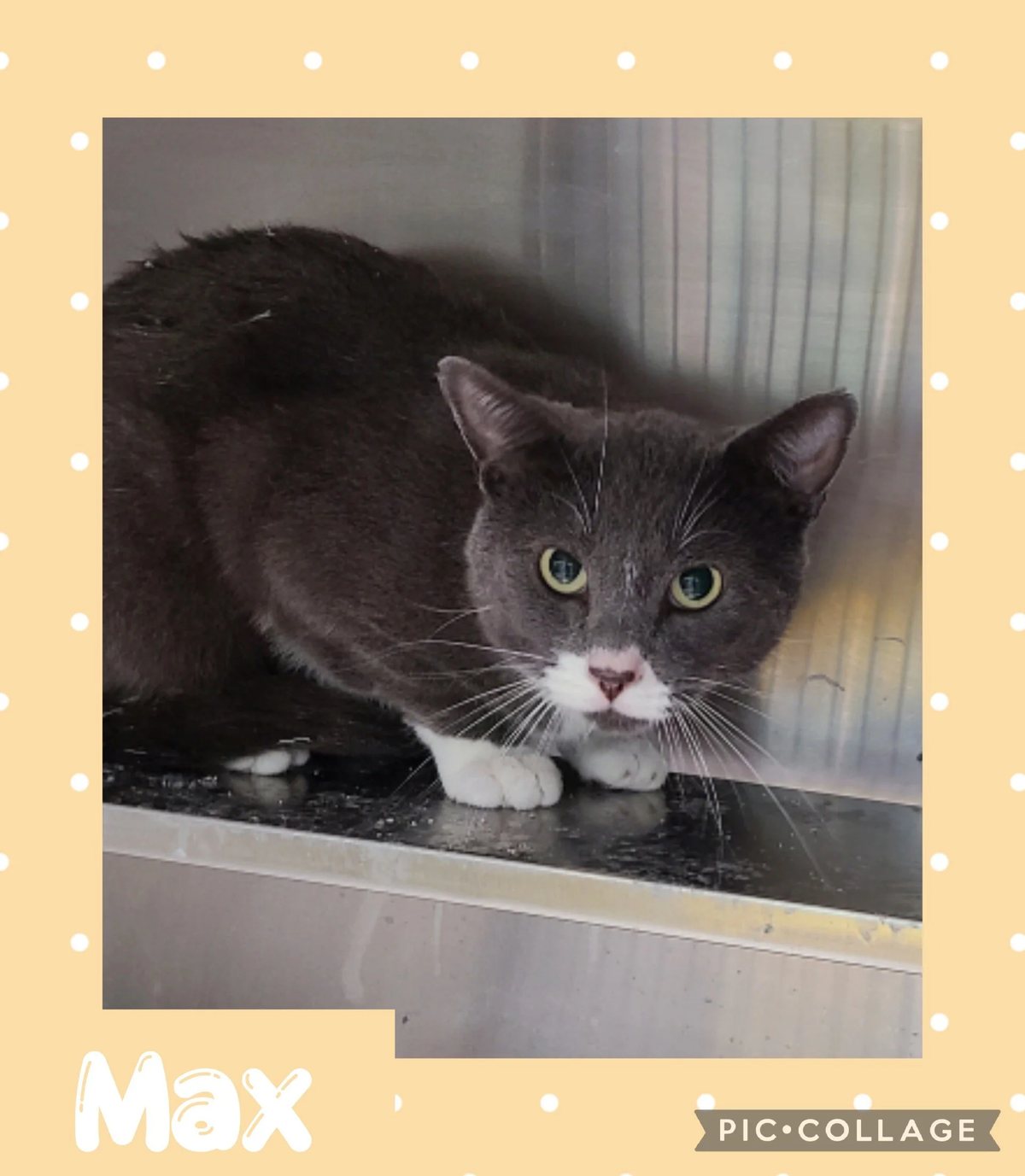Max