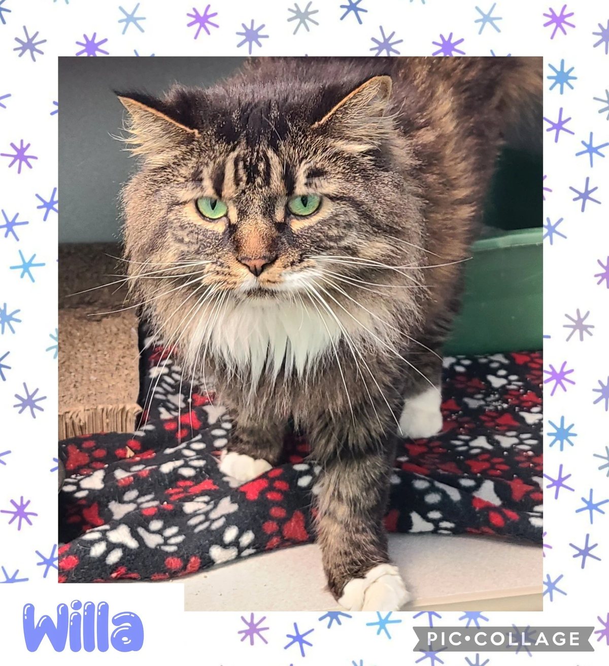 Willa