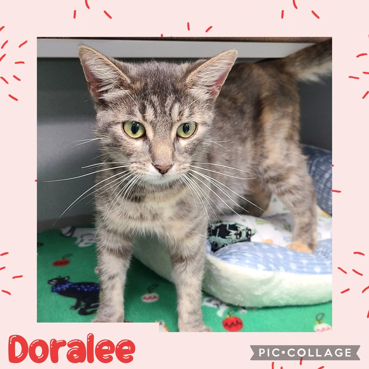Doralee
